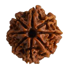 Eight Mukhi Rudraksha