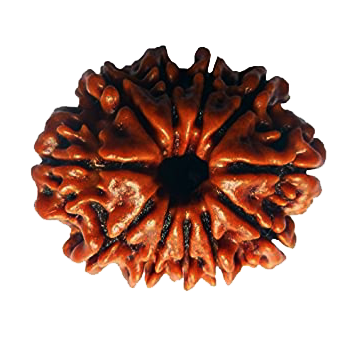 Eleven Mukhi Rudraksha