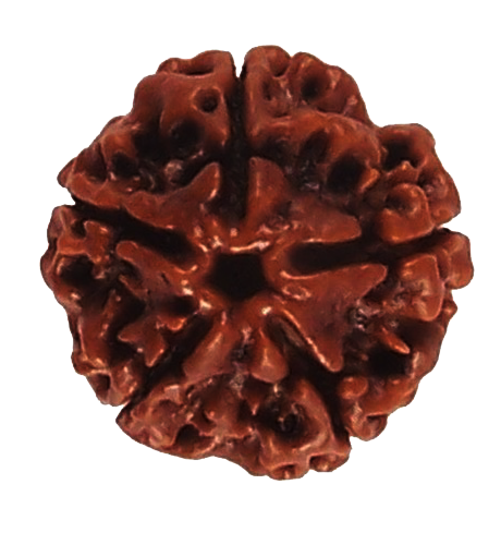 Five Mukhi Rudraksha