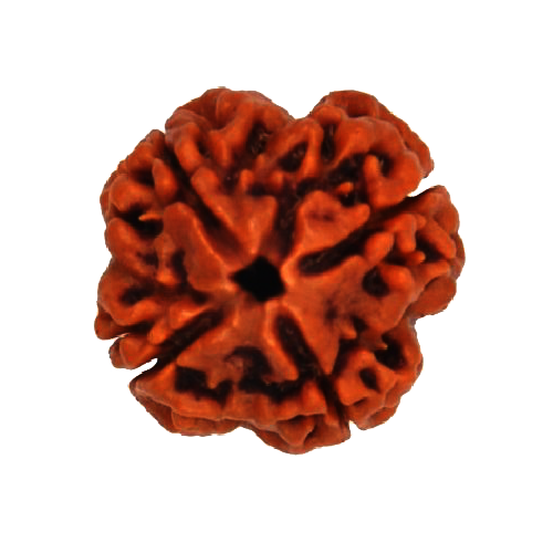 Four Mukhi Rudraksha