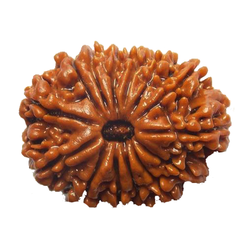 Fourteen Mukhi Rudraksha