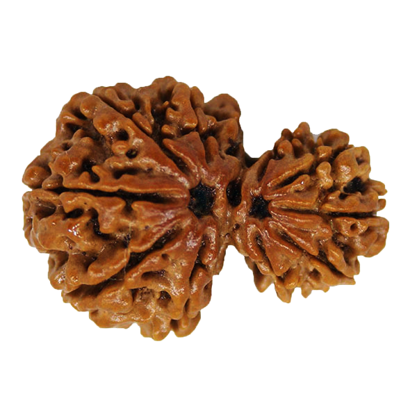 Garbh Gauri Rudraksha