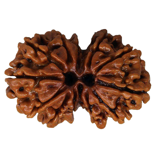 Gauri Shankar Rudraksha