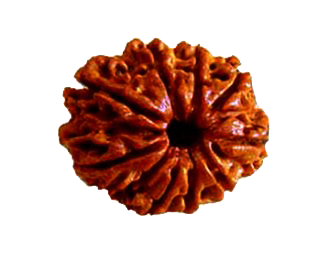 Nine Mukhi Rudraksha