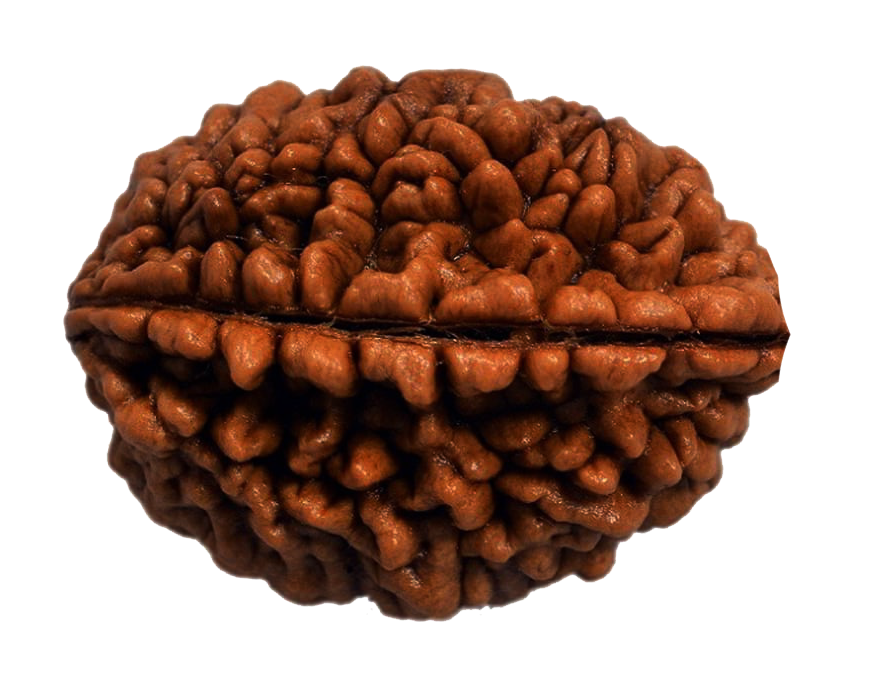 One Mukhi Rudrakshas