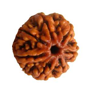 Seven Mukhi Rudraksha