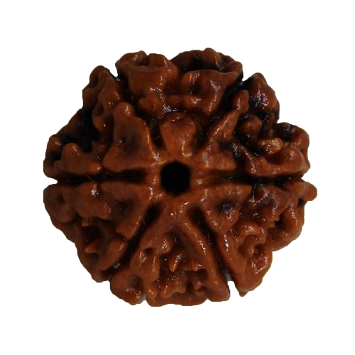 Six Mukhi Rudraksha
