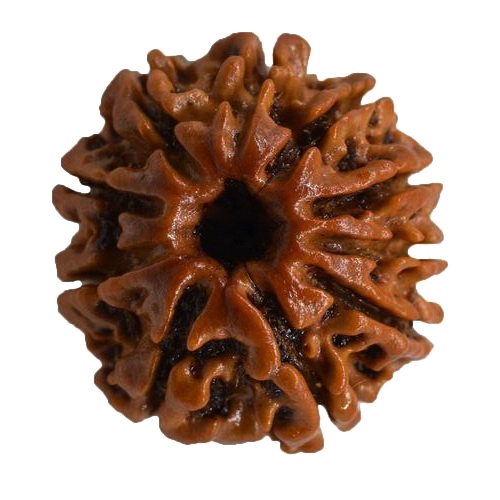 Ten Mukhi Rudraksha