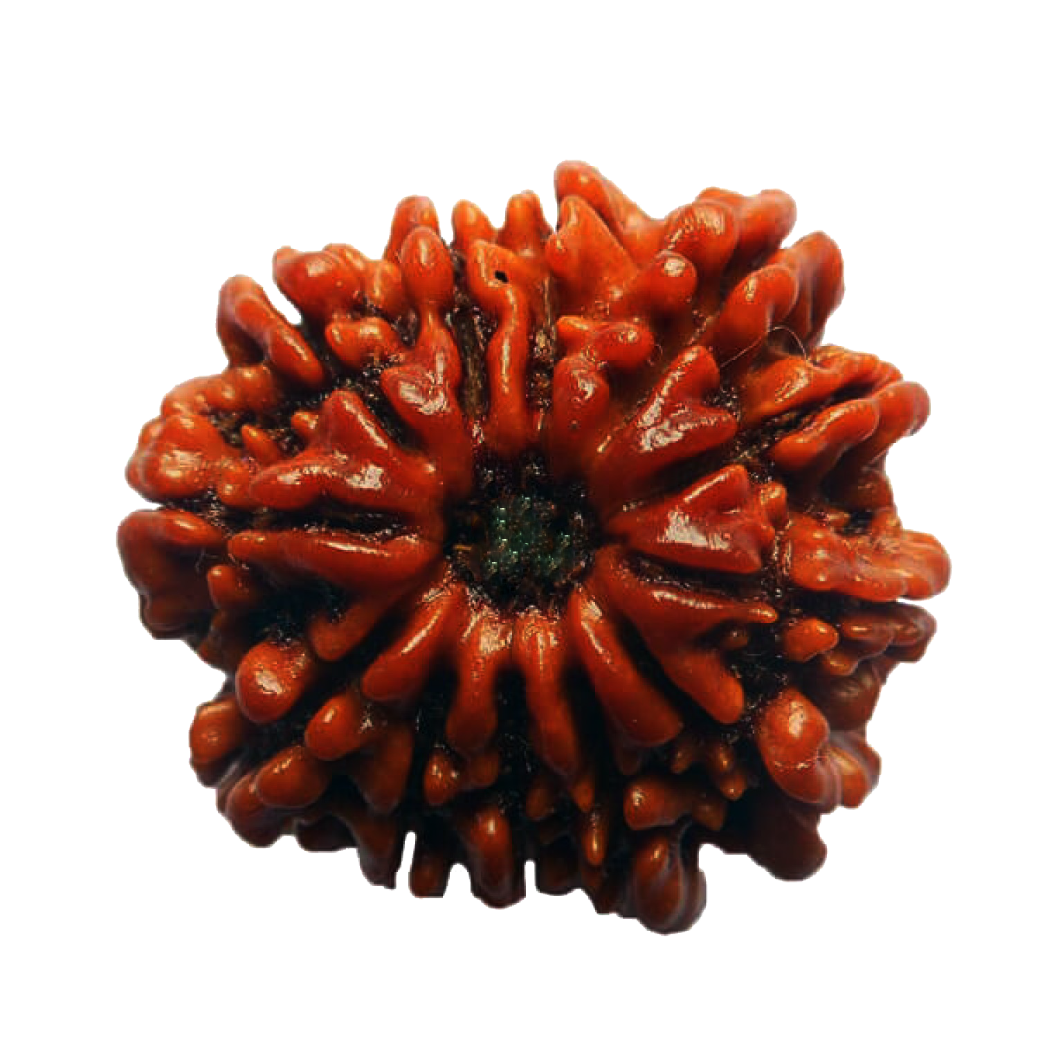 Thirteen Mukhi Rudraksha