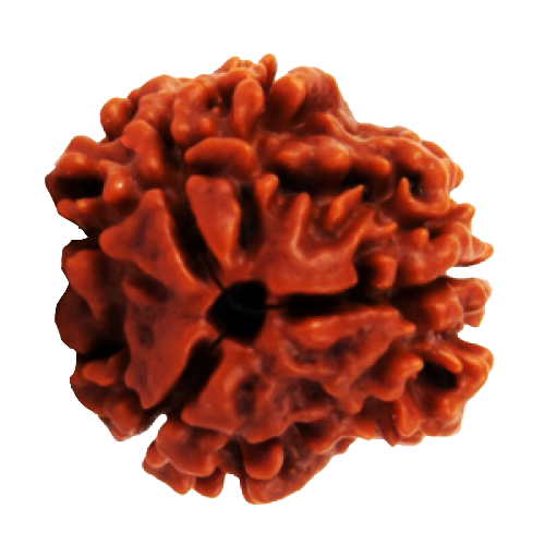 Three Mukhi Rudraksha