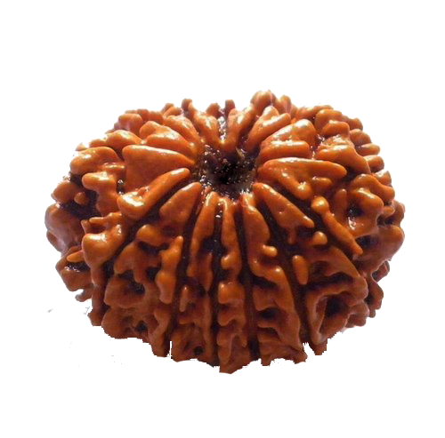 Twelve Mukhi Rudraksha