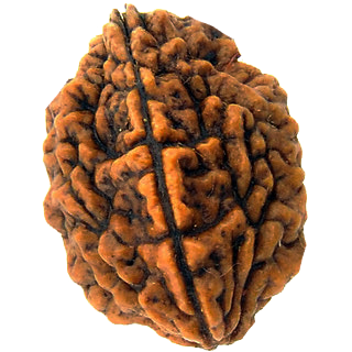 Two Mukhi Rudraksha